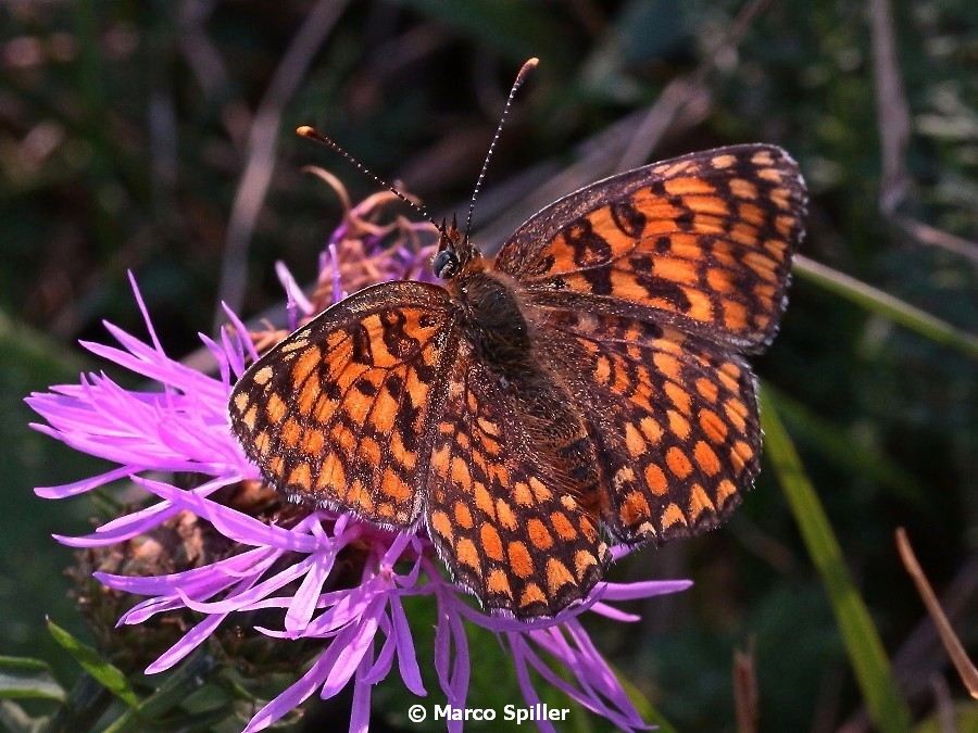 Da determinare - Melitaea phoebe, Nymphalidae